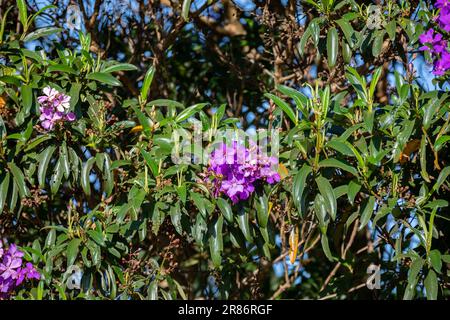 Arbre de gloire, Tibouchina mutabilis également connu au Brésil sous le nom de Manacá da Serra Banque D'Images