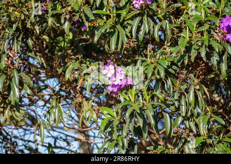 Arbre de gloire, Tibouchina mutabilis également connu au Brésil sous le nom de Manacá da Serra Banque D'Images