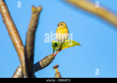 Vrai canari (Sicalis flaveola). Oiseau 'Canário da Terra'. Banque D'Images