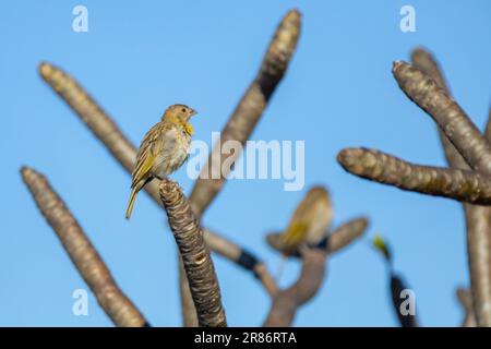 Vrai canari (Sicalis flaveola). Oiseau 'Canário da Terra'. Banque D'Images