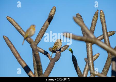 Vrai canari (Sicalis flaveola). Oiseau 'Canário da Terra'. Banque D'Images