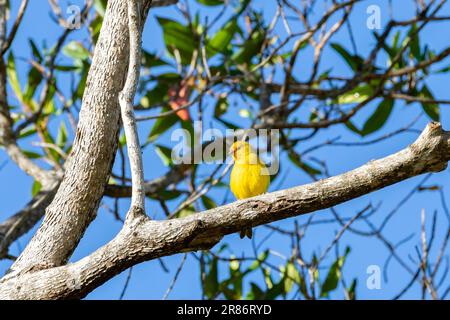 Vrai canari (Sicalis flaveola). Oiseau 'Canário da Terra'. Banque D'Images