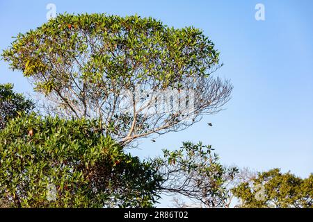 Vrai canari (Sicalis flaveola). Oiseau 'Canário da Terra'. Banque D'Images