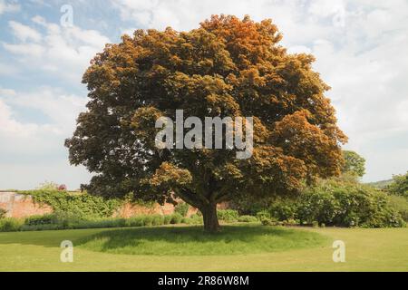 Une grande érable de Norvège (Acer platanoides), un arbre à feuilles larges décinconce dans les jardins paysagers de Falkland place, lors d'une journée d'été ensoleillée à Fife, en Écosse Banque D'Images