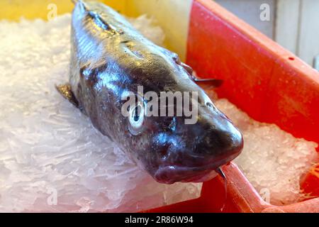 Close-up d'un poisson frais de morue sur la glace, le marché aux poissons Banque D'Images