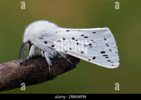 Gros plan sur l'hermine blanche à pois noirs, le papillon, Spilosoma lubricipeda Banque D'Images