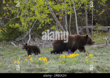 Le grizzli 399 et son cub en juin 2023 Banque D'Images
