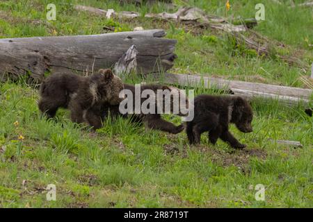 Les petits triplets de la vache obsidienne 815, Yellowstone Banque D'Images