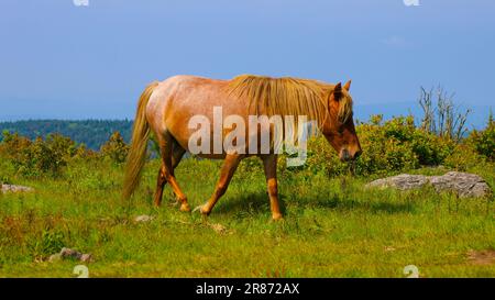 Ponts sauvages de Grayson Highlands Banque D'Images