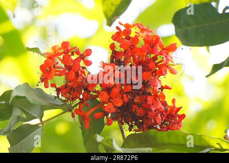 Saraca asoca, communément connu sous le nom d'arbre Ashoka, est la fleur d'état de l'état indien d'Odisha.considéré comme arbre sacré en Inde et au népal Banque D'Images