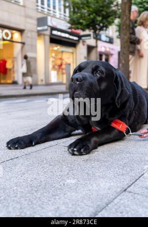 Portrait du Labrador retriever noir. Chien couché sur le sol. Scène de rue Banque D'Images