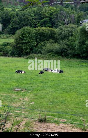 Vaches se reposant sur un champ vert dans les Asturies, en Espagne. Banque D'Images