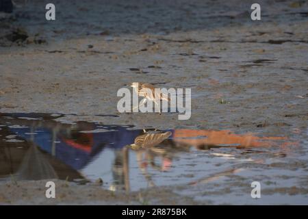 Un héron de l'étang indien perçant sur la rive de la rivière Meghna à Bhola, au Bangladesh. Banque D'Images