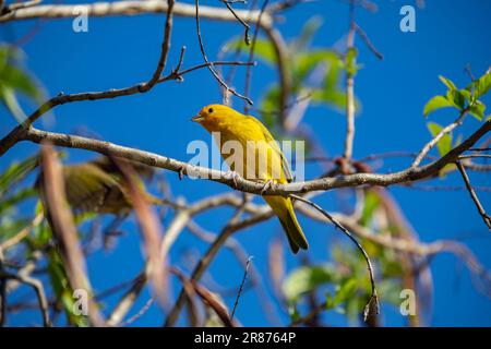 Vrai canari (Sicalis flaveola). Oiseau 'Canário da Terra'. Banque D'Images