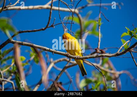 Vrai canari (Sicalis flaveola). Oiseau 'Canário da Terra'. Banque D'Images