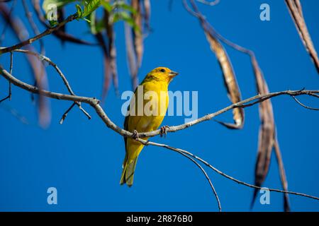 Vrai canari (Sicalis flaveola). Oiseau 'Canário da Terra'. Banque D'Images