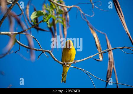 Vrai canari (Sicalis flaveola). Oiseau 'Canário da Terra'. Banque D'Images