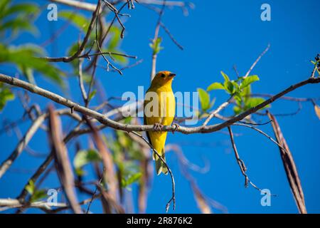 Vrai canari (Sicalis flaveola). Oiseau 'Canário da Terra'. Banque D'Images