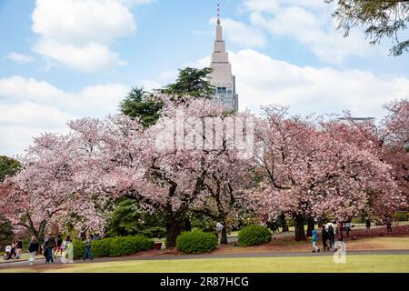 Shinjuku Gyoen Park Cherry Blossom hanami sakura avril 2023, centre ville de Tokyo, Japon, Asie Banque D'Images