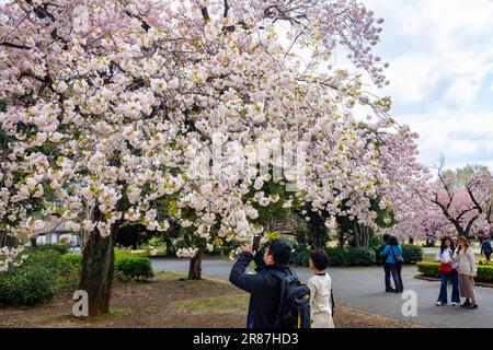 Shinjuku Gyoen Park Cherry Blossom hanami sakura avril 2023, centre ville de Tokyo, Japon, Asie Banque D'Images