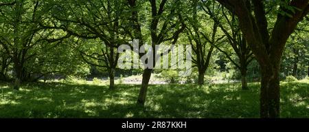 Forêt feuillue avec panorama sur l'herbe douce et verte. Journée ensoleillée. Une rivière ruisseau traverse une zone boisée. Une vache tombe sur un pré vert dans le Banque D'Images