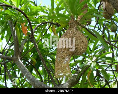 Groupe de Baya Weaver (Ploceus philippinus) nichent sur une branche d'arbre avec ciel bleu en arrière-plan, Thaïlande Banque D'Images