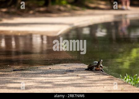 Washington, États-Unis. 19th juin 2023. Une tortue repose sur le trottoir du bassin de Tidal à marée haute, le monument de Washington se reflète dans l'eau. La tortue a pu atteindre le trottoir en raison des inondations qui se sont lavées au-dessus du trottoir et des arbres. En 2005, les inondations côtières ont été un événement rare dans le bassin, mais les changements climatiques causent maintenant des inondations quotidiennes. Cette inondation représente une menace importante pour les cerisiers emblématiques du bassin. (Photo d'Allison Bailey/NurPhoto) crédit : NurPhoto SRL/Alay Live News Banque D'Images