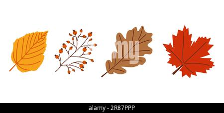 Début de la chute. Élément d'automne confortable. Érable, chêne, feuilles de bouleau et baies sur fond blanc. Chaude saison d'automne. Illustration vectorielle. Illustration de Vecteur