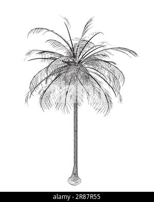 Palmier tropical dessiné à la main. Vectorisation de la plage d'hawaï palmiers, fougères et frondes contours, flore botanique illustration tropicale. Contours isolés Illustration de Vecteur