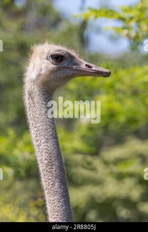 Ostrich à col rouge [ Struthio camelus camelus ] dans le zoo de Paignton, Devon, Royaume-Uni Banque D'Images