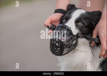 Femme marche 2 chiens. Gros plan des jambes de femmes, bordure de collie et taureau terrier dans les muzzles et sur les laisses lors d'une promenade à l'extérieur. Banque D'Images