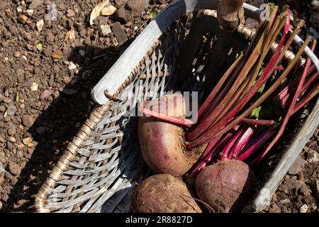 Betteraves fraîchement cueillies dans un panier de troug sur une parcelle de légumes de jardin. Développez votre propre concept Banque D'Images