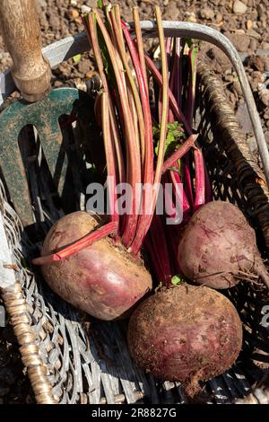 Betteraves fraîchement cueillies dans un panier de troug sur une parcelle de légumes de jardin. Développez votre propre concept Banque D'Images