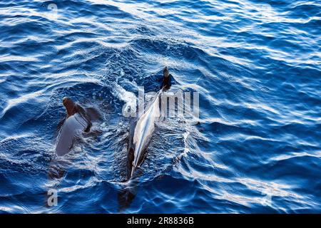 Deux baleines pilotes (Globicephala), adultes et juvéniles, nageant à la surface de l'eau, observation des baleines, Tenerife, Espagne Banque D'Images