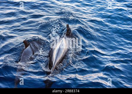 Deux baleines pilotes (Globicephala), adultes et juvéniles, nageant à la surface de l'eau, observation des baleines, Tenerife, Espagne Banque D'Images