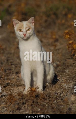 Chat domestique, crème Tabby et blanc, bicolore, Van Pattern, Dodécanèse, Grèce, chat, crème Tabby et blanc, Grèce, Île du Dodécanèse, non-pedigree Banque D'Images