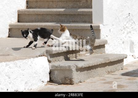 Deux chats domestiques combattant, Dodécanèse, Grèce, deux chats ont un combat, Grèce, île Dodécanèse, chat sauvage non pedigree (felis silvestris) forma Banque D'Images