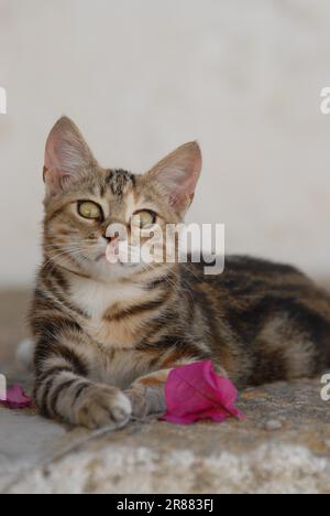 Le jeune chaton domestique, Tortie Tabby (Torbie) et White, est situé sur un pas rocheux près d'une fleur de Bougainvillea, Dodécanèse, Grèce, Dode Banque D'Images