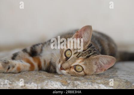 Jeune chaton domestique, Tortie Tabby (Torbie) et blanc, reposant sur un pas rocheux, portrait, Grèce, île Dodécanèse, non-pedigree Shorthair, felis Banque D'Images