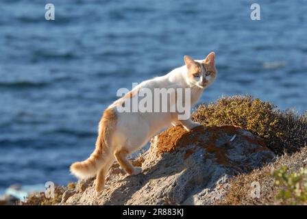 Chat domestique, tabby crème et blanc, bicolore, debout sur un grand rocher en face de la mer bleue, Dodécanèse, Grèce, chat, tabby crème et blanc Banque D'Images