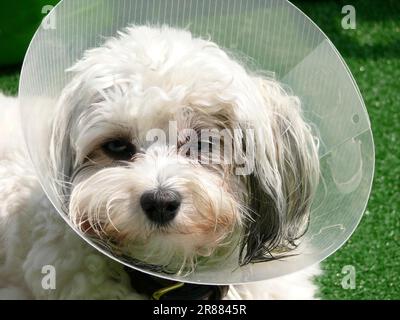 Chien avec des ornières, Bichon Havanais, Bichon Havanais, FCI, norme no 250 Banque D'Images