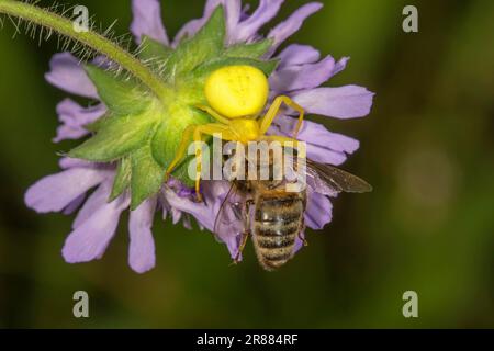 Araignée de crabe des Goldenrod (Misumena vatia) avec abeille comme proie sur le dessous d'une fleur de veuve de champ, Baden-Wuerttemberg, Allemagne Banque D'Images