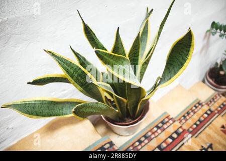 Une plante de serpent (Dracaena trifasciata) dans un pot sur les escaliers dans une maison avec lumière du jour Banque D'Images