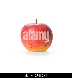 Pomme rouge mûre de détérioration isolée sur fond blanc Banque D'Images