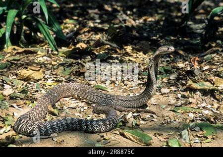 Serpent, cobra indienne cobra indienne spectaculaire (Naja naja), captive, le Madras Crocodile Bank Trust et le Centre d'Herpétologie près de Chennai, Tamil Banque D'Images