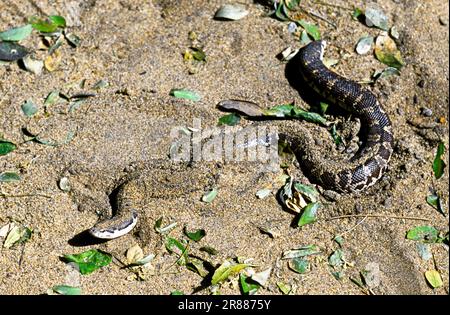 Le boa de Russell d'Eryx conicus le boa de sable rugueux (Gongylophis conicus) captif, le Madras Crocodile Bank Trust et le Centre d'Herpétologie près Banque D'Images