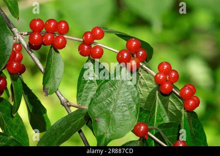 Chèvrefeuille (Lonicera maackii Amur) Banque D'Images