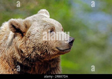 République brown bear (Ursus arctos syriacus) Banque D'Images