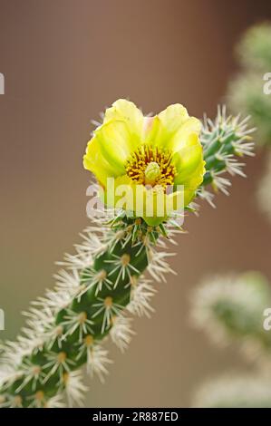 Cholla argentée (Cylindropuntia echinocarpa) (Opuntia echinocarpa) (Cactus echinocarpa) (Opuntia wiginsii) (Cylindropuntia wiginsii), Cholla dorée Banque D'Images