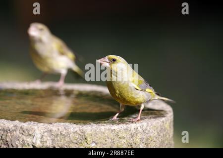 Gros plan, verdfinch, homme, oiseau, deux, Bain d'oiseau, eau, jardin, deux verdfinches européennes (Chloris chloris) assis sur le bord d'un bain d'oiseau Banque D'Images